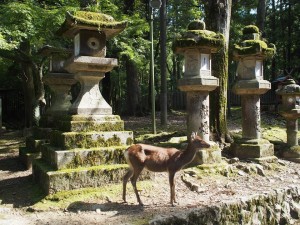 Deer at Nara Park 