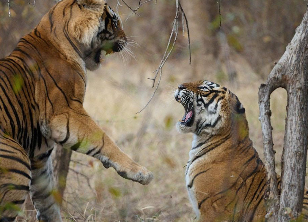 Tiger-Reserve-Ranthambore-1