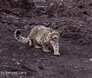 SnowLeopard-Safari-Leh-001