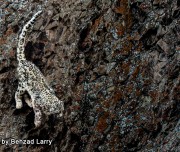 SnowLeopard-Safari-Leh-002
