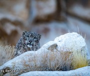 SnowLeopard-Safari-Leh-004