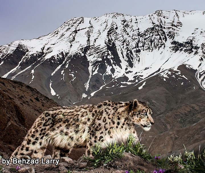 Snow Leopard Expedition in Ladakh